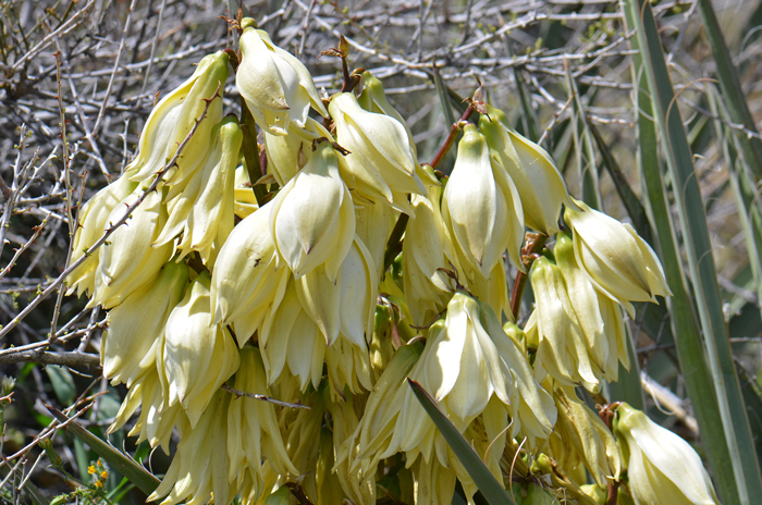 Banana Yucca, or Spanish Bayonet, has separate male and female flowers (monecious); both the sepals and petals look similar and are collectively referred to as “tepals”. The flower stalk may reach 2 ½ or 3 feet tall. Yucca baccata Banana Yucca, or Spanish Bayonet, has separate male and female flowers (monecious); both the sepals and petals look similar and are collectively referred to as “tepals”. The flower stalk may reach 2 ½ or 3 feet tall. Yucca baccata